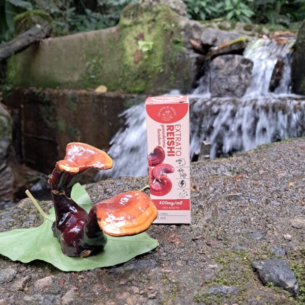1 Juba+1 Reishi Kit Premium 30ml  Foco & Equilíbrio - Image 2