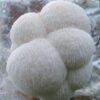 04 blocos de cultivo de cogumelo juba de leão(Hericium erinaceus) - Image 4