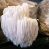 04 blocos de cultivo de cogumelo juba de leão(Hericium erinaceus) - Image 5