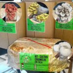 4 Kits Cultivo de Cogumelos Comestíveis