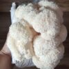 04 blocos de cultivo de cogumelo juba de leão(Hericium erinaceus)